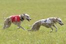 Image 87 in BSFA 22 APRIL 2012. THE WHIPPETS