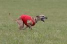 Image 9 in BSFA 22 APRIL 2012. THE WHIPPETS