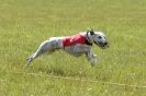 Image 96 in BSFA 22 APRIL 2012. THE WHIPPETS