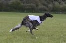 Image 10 in BSFA 22 APRIL 2012 SOME BORZOI PICTURES