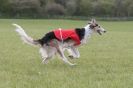 Image 11 in BSFA 22 APRIL 2012 SOME BORZOI PICTURES