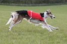 Image 12 in BSFA 22 APRIL 2012 SOME BORZOI PICTURES