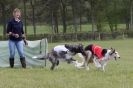 Image 14 in BSFA 22 APRIL 2012 SOME BORZOI PICTURES