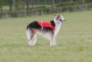 Image 15 in BSFA 22 APRIL 2012 SOME BORZOI PICTURES