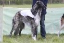 Image 4 in BSFA 22 APRIL 2012 SOME BORZOI PICTURES