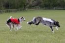 Image 6 in BSFA 22 APRIL 2012 SOME BORZOI PICTURES