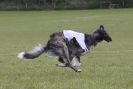 Image 7 in BSFA 22 APRIL 2012 SOME BORZOI PICTURES