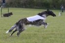 Image 8 in BSFA 22 APRIL 2012 SOME BORZOI PICTURES
