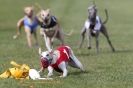 Image 33 in 1st CHAMPS APRIL 2012 ( WCRA )