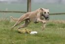Image 11 in SUSSEX  LONGDOGS  8 APRIL  2012