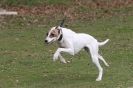 Image 12 in SUSSEX  LONGDOGS  8 APRIL  2012