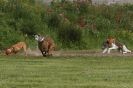 Image 15 in POACHERS REST 2012