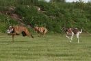 Image 16 in POACHERS REST 2012