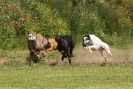 Image 19 in POACHERS REST 2012