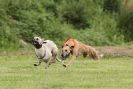 Image 2 in POACHERS REST 2012