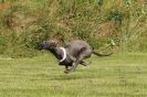 Image 9 in POACHERS REST 2012