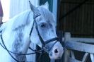 Image 31 in HUMBERSTONES  EQUESTRIAN  CENTRE  6 SEPT 2012