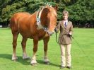 SUFFOLK  HORSE  SPECTACULAR. (HEAVY  HORSE  BREEDS)