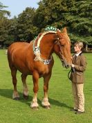 Image 11 in SUFFOLK  HORSE  SPECTACULAR. (HEAVY  HORSE  BREEDS)