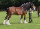 Image 12 in SUFFOLK  HORSE  SPECTACULAR. (HEAVY  HORSE  BREEDS)
