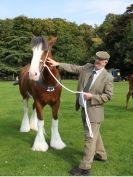 Image 13 in SUFFOLK  HORSE  SPECTACULAR. (HEAVY  HORSE  BREEDS)