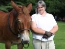 Image 14 in SUFFOLK  HORSE  SPECTACULAR. (HEAVY  HORSE  BREEDS)