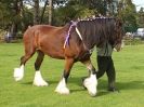 Image 15 in SUFFOLK  HORSE  SPECTACULAR. (HEAVY  HORSE  BREEDS)