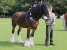 Image 4 in SUFFOLK  HORSE  SPECTACULAR. (HEAVY  HORSE  BREEDS)