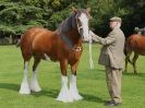 Image 6 in SUFFOLK  HORSE  SPECTACULAR. (HEAVY  HORSE  BREEDS)