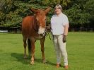 Image 7 in SUFFOLK  HORSE  SPECTACULAR. (HEAVY  HORSE  BREEDS)