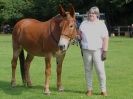 Image 8 in SUFFOLK  HORSE  SPECTACULAR. (HEAVY  HORSE  BREEDS)