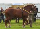 Image 1 in SUFFOLK  HORSE  SPECTACULAR. ( THE SUFFOLKS )