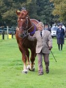 Image 10 in SUFFOLK  HORSE  SPECTACULAR. ( THE SUFFOLKS )