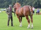 Image 11 in SUFFOLK  HORSE  SPECTACULAR. ( THE SUFFOLKS )