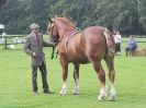 Image 12 in SUFFOLK  HORSE  SPECTACULAR. ( THE SUFFOLKS )