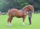 Image 13 in SUFFOLK  HORSE  SPECTACULAR. ( THE SUFFOLKS )