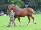 Image 14 in SUFFOLK HORSE SPECTACULAR. ( THE SUFFOLKS )