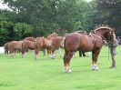 Image 15 in SUFFOLK HORSE SPECTACULAR. ( THE SUFFOLKS )