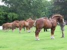 Image 15 in SUFFOLK  HORSE  SPECTACULAR. ( THE SUFFOLKS )