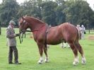 Image 17 in SUFFOLK  HORSE  SPECTACULAR. ( THE SUFFOLKS )