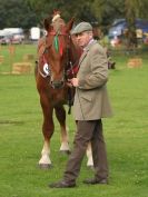 Image 18 in SUFFOLK  HORSE  SPECTACULAR. ( THE SUFFOLKS )