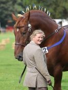 Image 19 in SUFFOLK HORSE SPECTACULAR. ( THE SUFFOLKS )