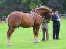 Image 2 in SUFFOLK  HORSE  SPECTACULAR. ( THE SUFFOLKS )