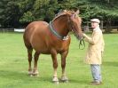 Image 20 in SUFFOLK  HORSE  SPECTACULAR. ( THE SUFFOLKS )