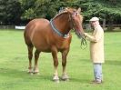 Image 21 in SUFFOLK  HORSE  SPECTACULAR. ( THE SUFFOLKS )