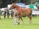 Image 22 in SUFFOLK HORSE SPECTACULAR. ( THE SUFFOLKS )