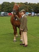 Image 23 in SUFFOLK  HORSE  SPECTACULAR. ( THE SUFFOLKS )