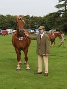 Image 25 in SUFFOLK  HORSE  SPECTACULAR. ( THE SUFFOLKS )