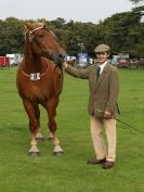 Image 26 in SUFFOLK HORSE SPECTACULAR. ( THE SUFFOLKS )