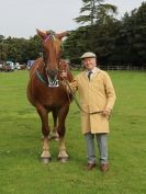 Image 27 in SUFFOLK  HORSE  SPECTACULAR. ( THE SUFFOLKS )